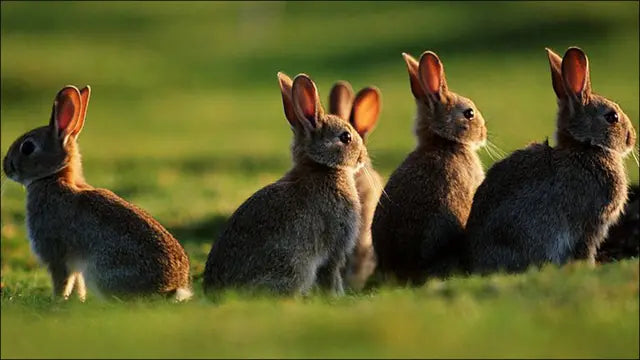 "FUN FACTS" DE EL CONEJO